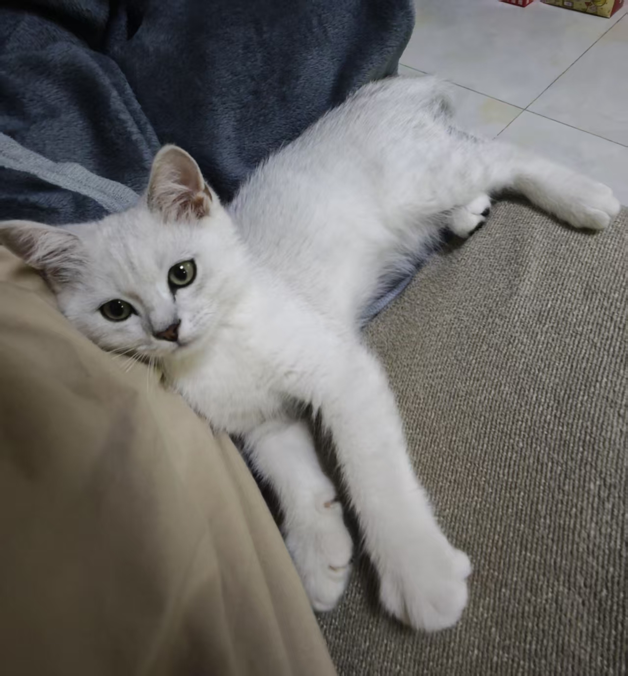 My cat photo